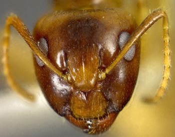 Media type: image; Entomology 21480   Aspect: head frontal view